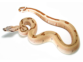 MALE