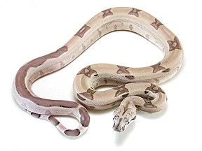 MALE