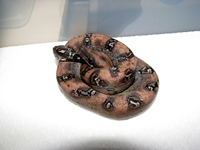 FEMALE