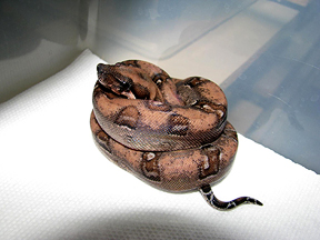 MALE