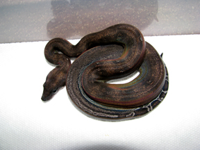 MALE