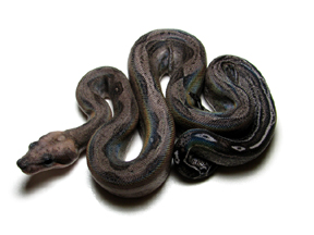 FEMALE