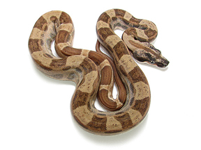 Male