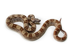 Male