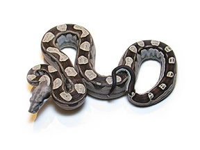 Male