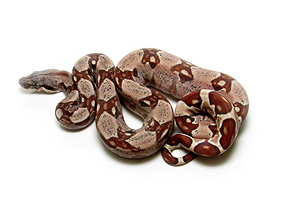 Female