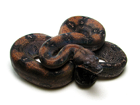 MALE