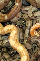 sunglow jungle motleys