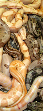 sunglow jungle motleys